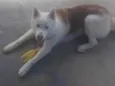Apolo