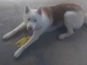 Cachorro raça kasch siberiano  idade 2 anos nome Apolo