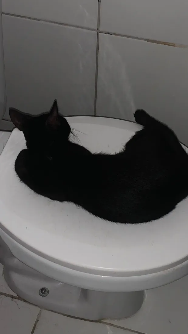 Gato raça SRD-ViraLata idade 1 ano nome Pantera
