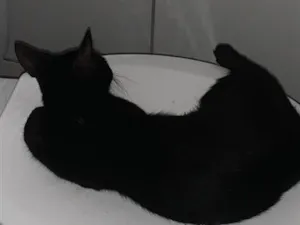 Gato raça SRD-ViraLata idade 1 ano nome Pantera