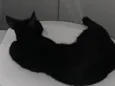 Pantera