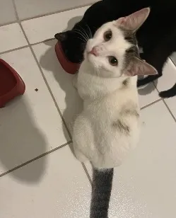 Gato raça SRD-ViraLata idade 7 a 11 meses nome Angel