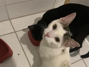 Gato raça SRD-ViraLata idade 7 a 11 meses nome Angel