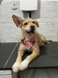 Sammy