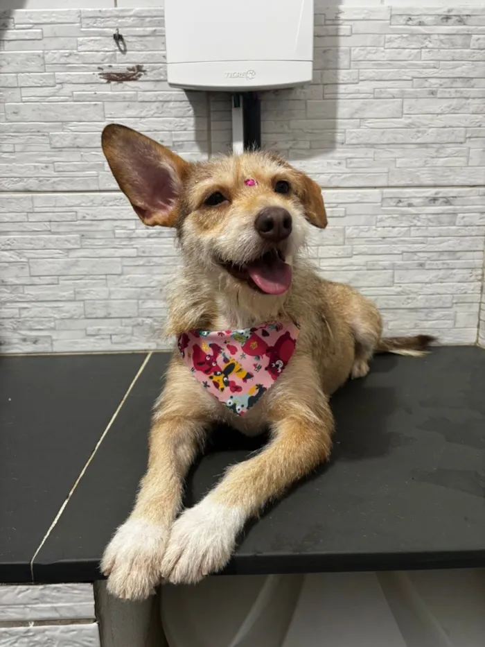 Cachorro raça SRD-ViraLata idade 1 ano nome Sammy