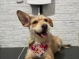 Sammy