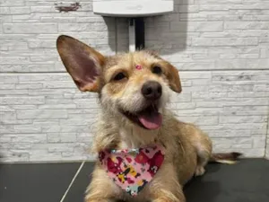 Cachorro raça SRD-ViraLata idade 1 ano nome Sammy