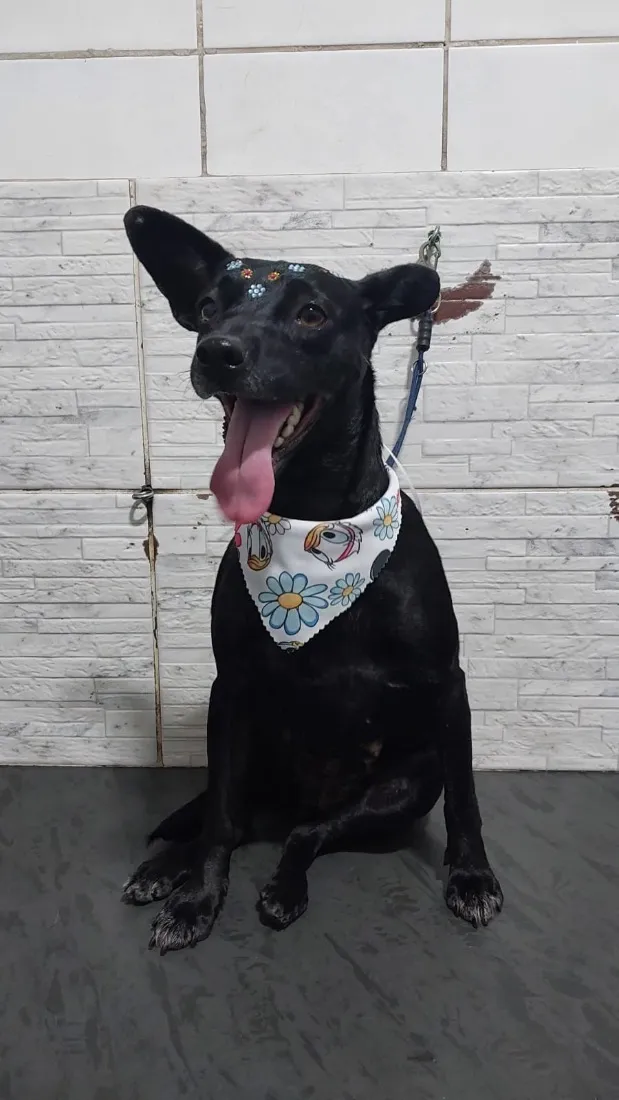 Cachorro raça SRD-ViraLata idade 1 ano nome Sandy