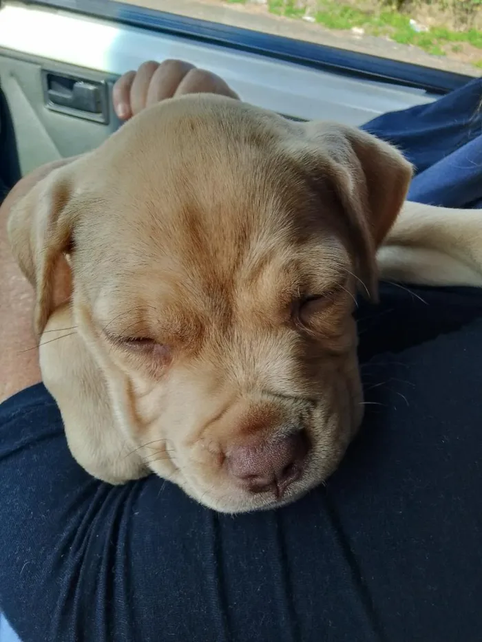 Cachorro raça Labrador idade 2 a 6 meses nome serena