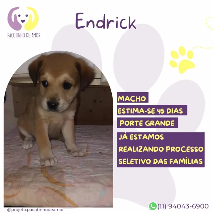 Cachorro raça SRD-ViraLata idade 2 a 6 meses nome Endrick