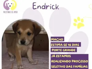 Cachorro raça SRD-ViraLata idade 2 a 6 meses nome Endrick