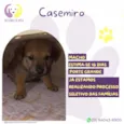 Casemiro