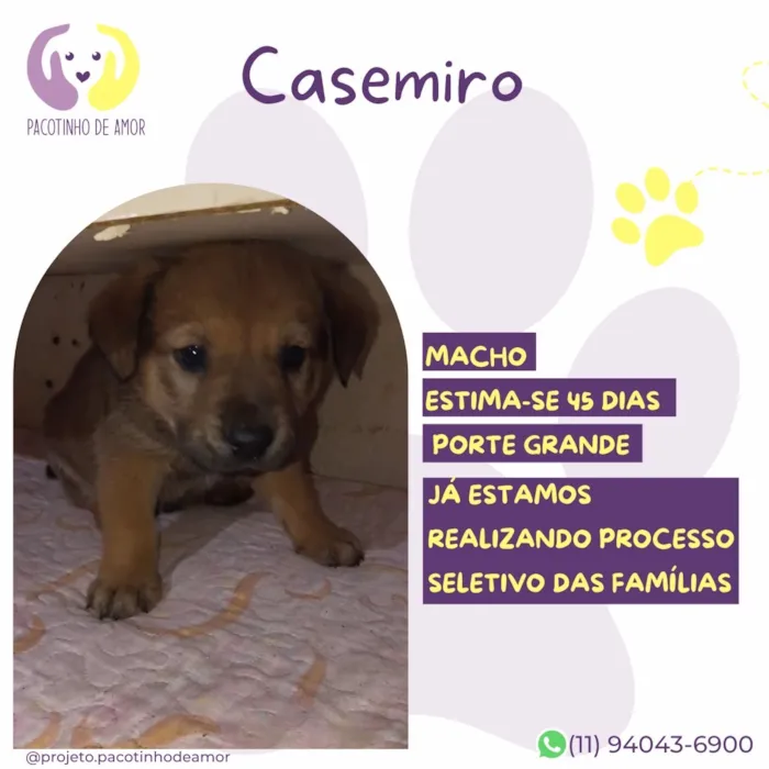 Cachorro raça SRD-ViraLata idade 2 a 6 meses nome Casemiro
