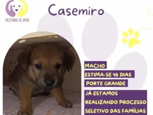 Cachorro raça SRD-ViraLata idade 2 a 6 meses nome Casemiro