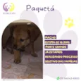 Paquetá