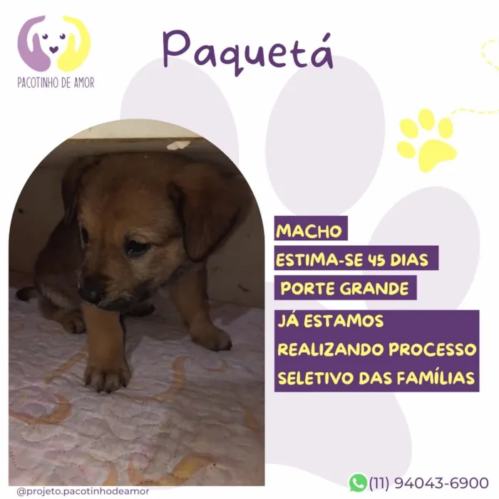 Cachorro raça SRD-ViraLata idade 2 a 6 meses nome Paquetá