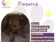 Paquetá