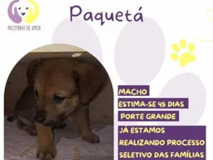 Cachorro raça SRD-ViraLata idade 2 a 6 meses nome Paquetá