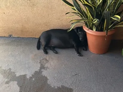 Cachorro raça SRD-ViraLata idade 4 anos nome Bella