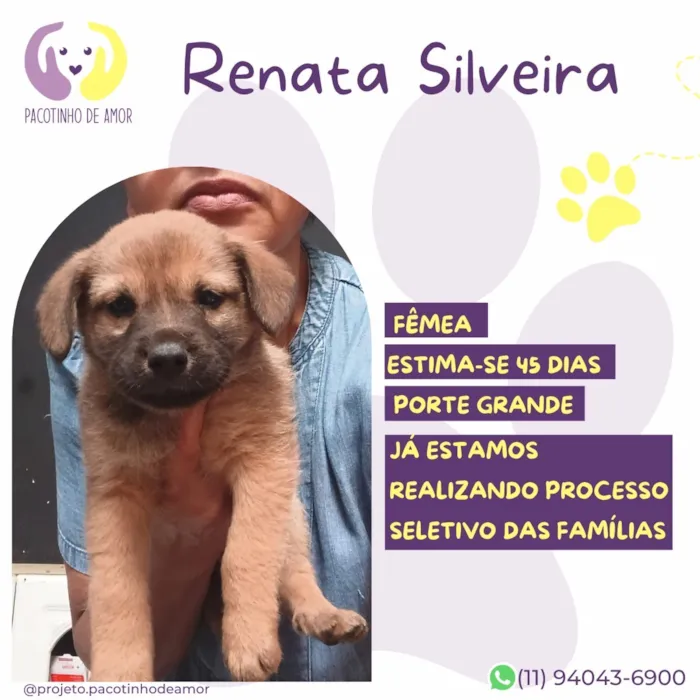 Cachorro raça SRD-ViraLata idade 2 a 6 meses nome Renata Silveira 