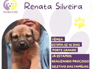Cachorro raça SRD-ViraLata idade 2 a 6 meses nome Renata Silveira 