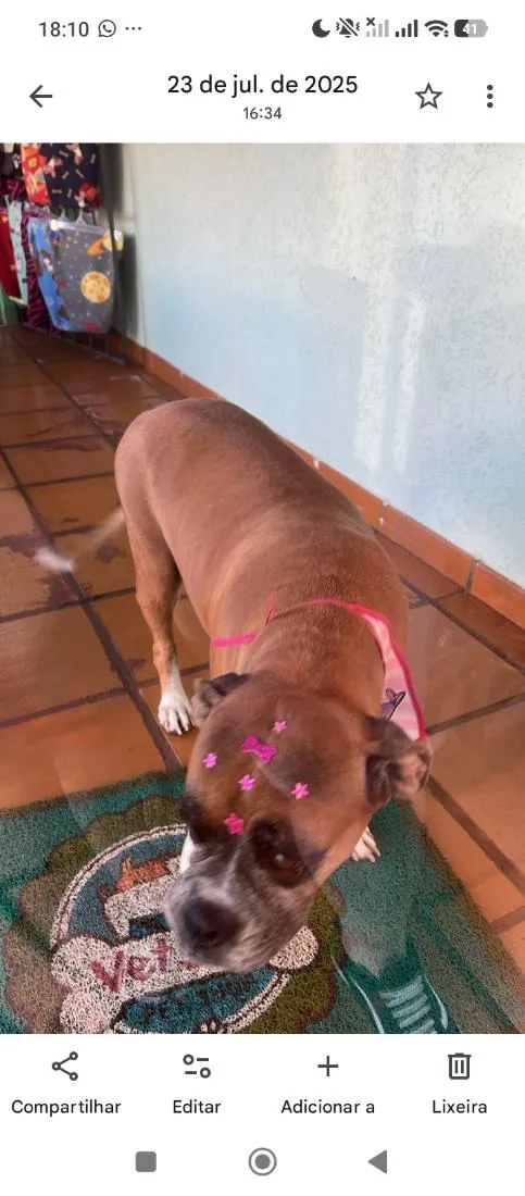 Cachorro raça Boxer idade 5 anos nome Cris