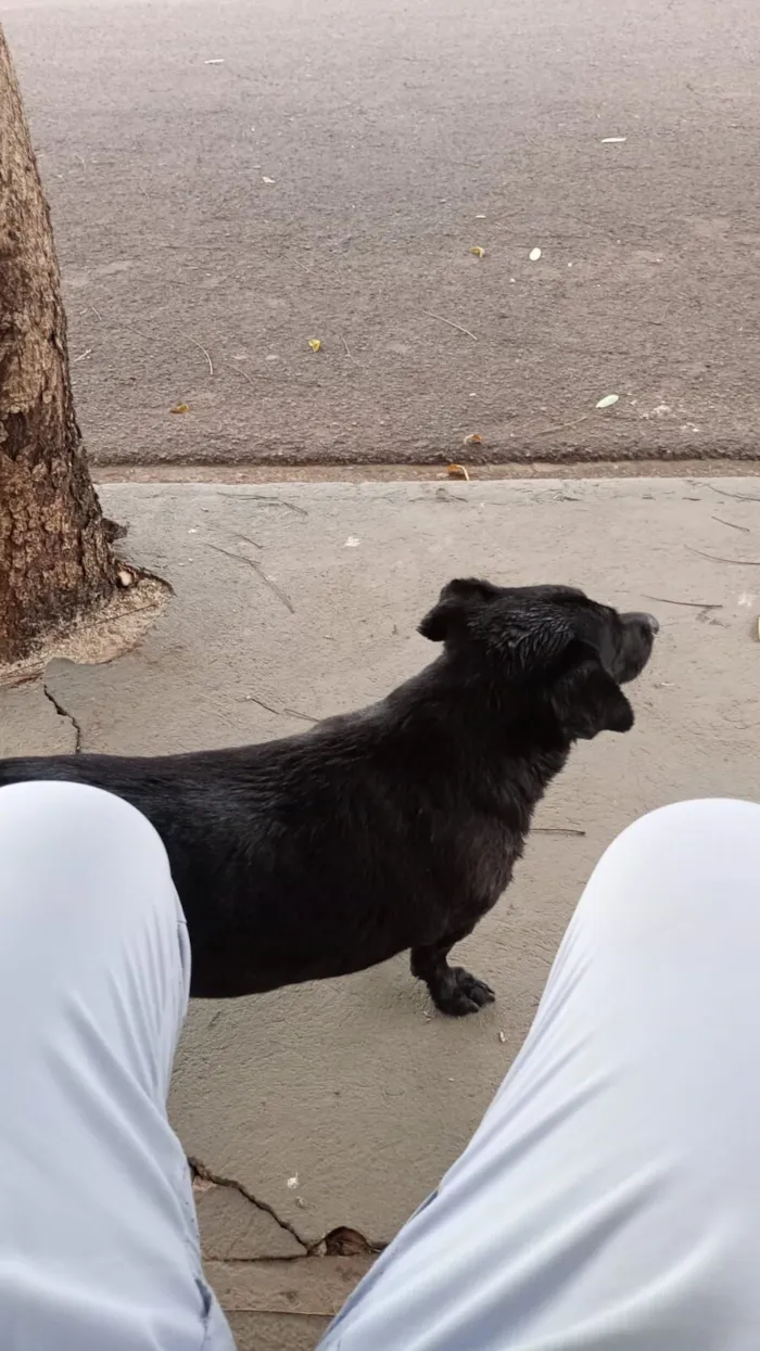 Cachorro raça SRD-ViraLata idade 4 anos nome Bella