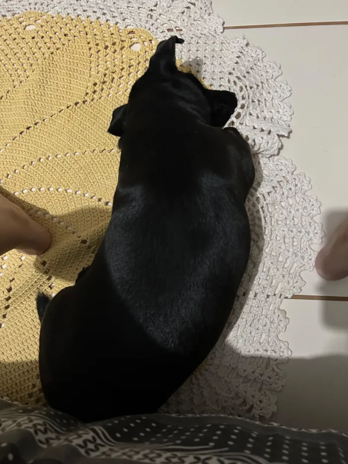 Cachorro raça SRD-ViraLata idade 4 anos nome Bella