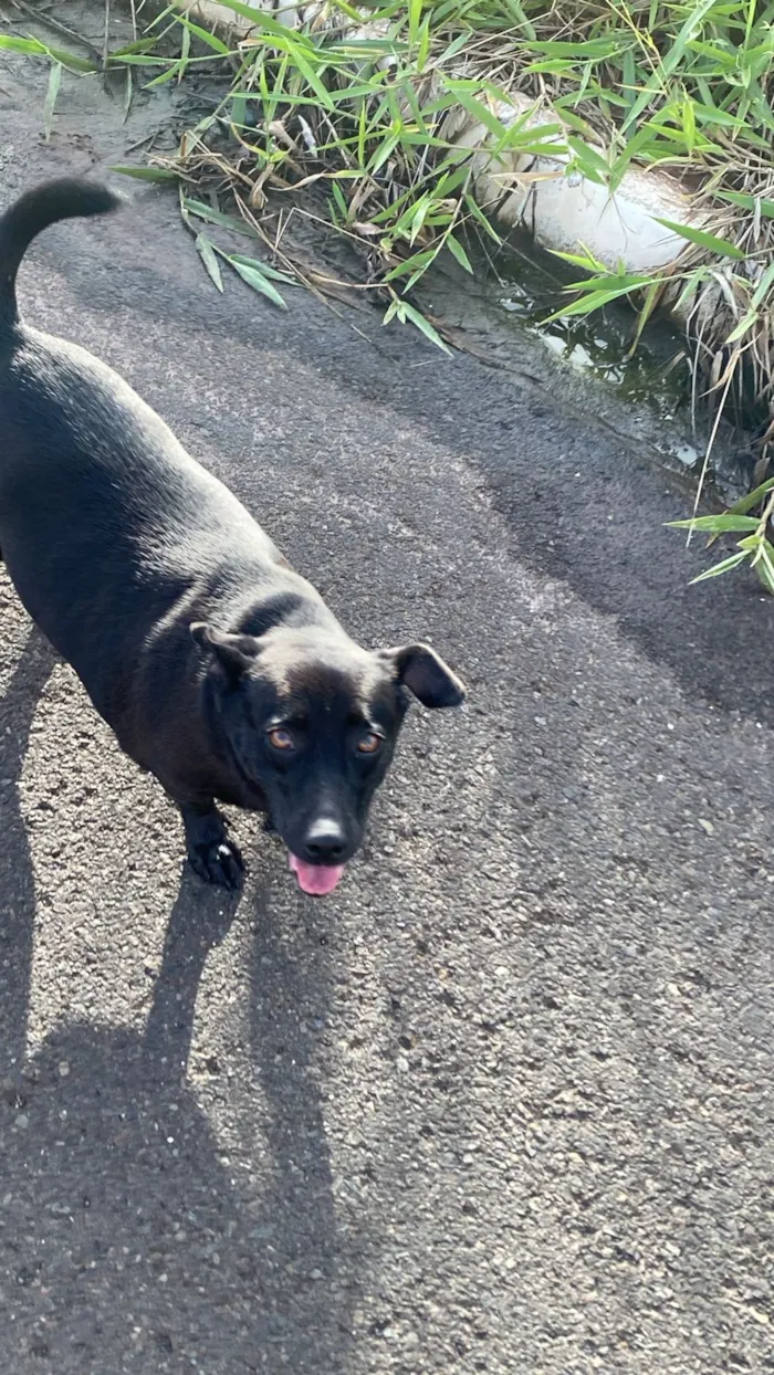 Cachorro raça SRD-ViraLata idade 4 anos nome Bella