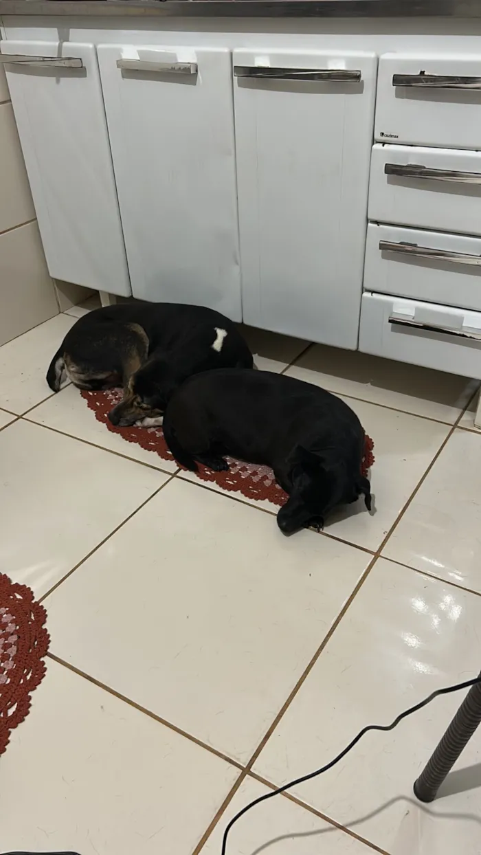 Cachorro raça SRD-ViraLata idade 4 anos nome Bella