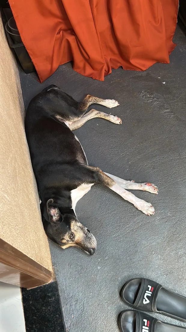 Cachorro raça SRD-ViraLata idade 3 anos nome Bruce