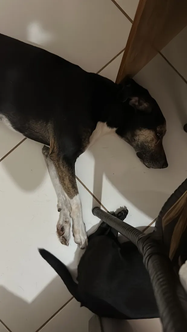 Cachorro raça SRD-ViraLata idade 3 anos nome Bruce