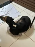 Bruce