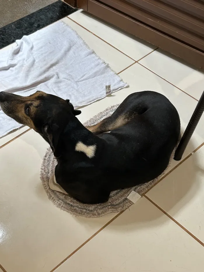 Cachorro raça SRD-ViraLata idade 3 anos nome Bruce