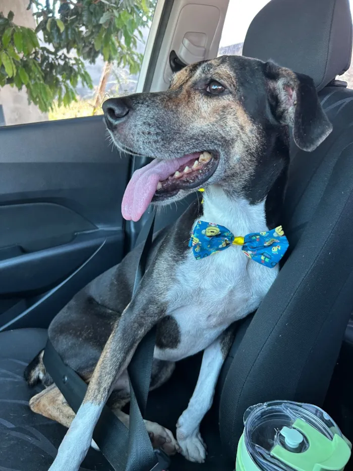 Cachorro raça SRD-ViraLata idade 3 anos nome Bruce
