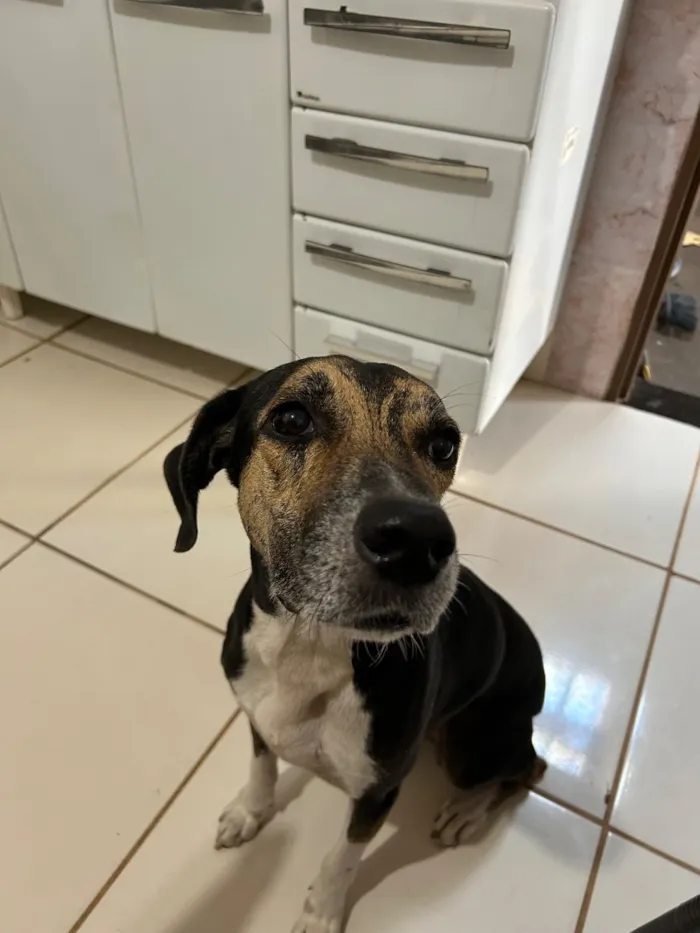 Cachorro raça SRD-ViraLata idade 3 anos nome Bruce