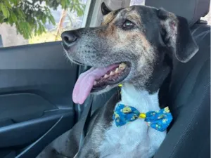 Cachorro raça SRD-ViraLata idade 3 anos nome Bruce