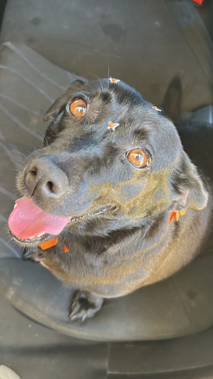 Cachorro raça SRD-ViraLata idade 4 anos nome Bella