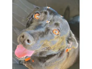 Cachorro raça SRD-ViraLata idade 4 anos nome Bella