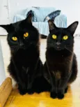 Jamal, Nub e Tigresa