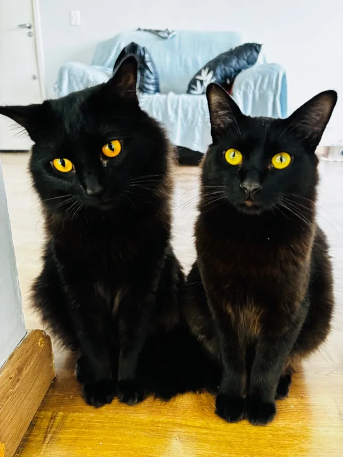 Gato raça SRD-ViraLata idade 1 ano nome Jamal, Nub e Tigresa
