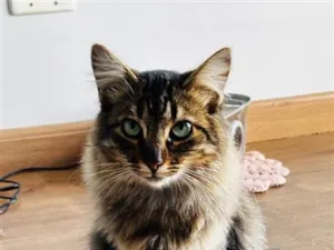 Gato raça SRD-ViraLata idade 1 ano nome Jamal, Nub e Tigresa