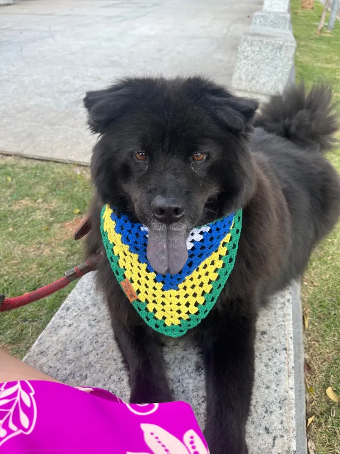 Cachorro raça Cachorro de raça  idade 4 anos nome Apólo 