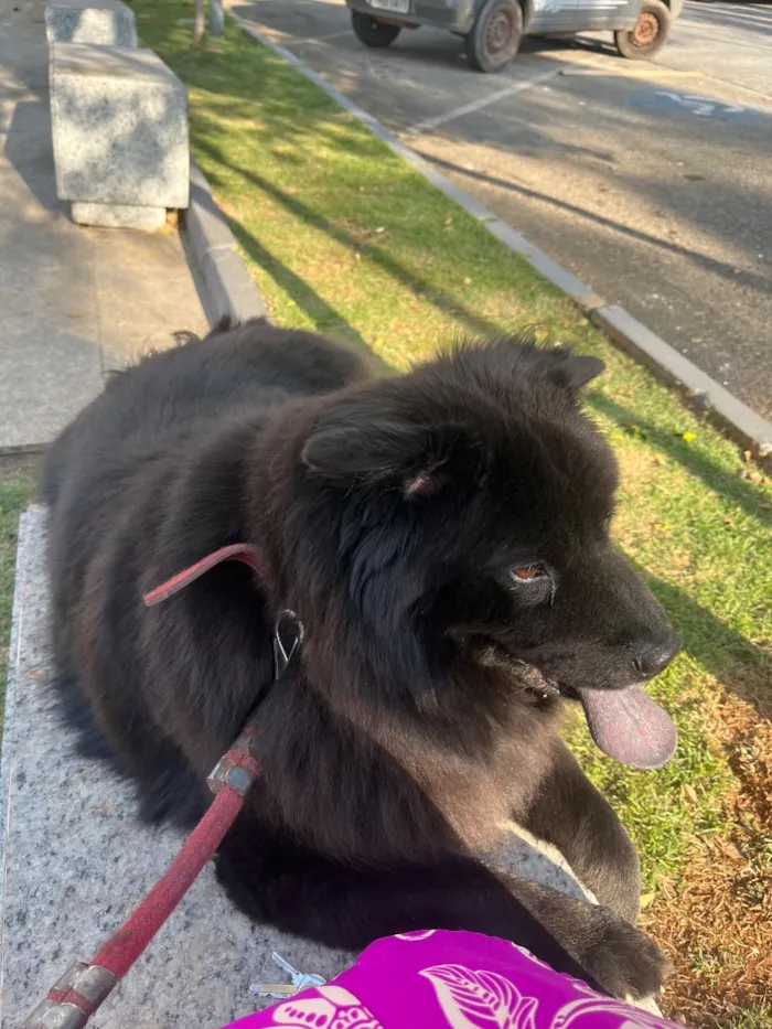 Cachorro raça Cachorro de raça  idade 4 anos nome Apólo 