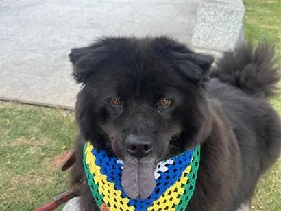 Cachorro raça Cachorro de raça  idade 4 anos nome Apólo 