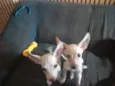 duas irmansinhas ainda sem nome