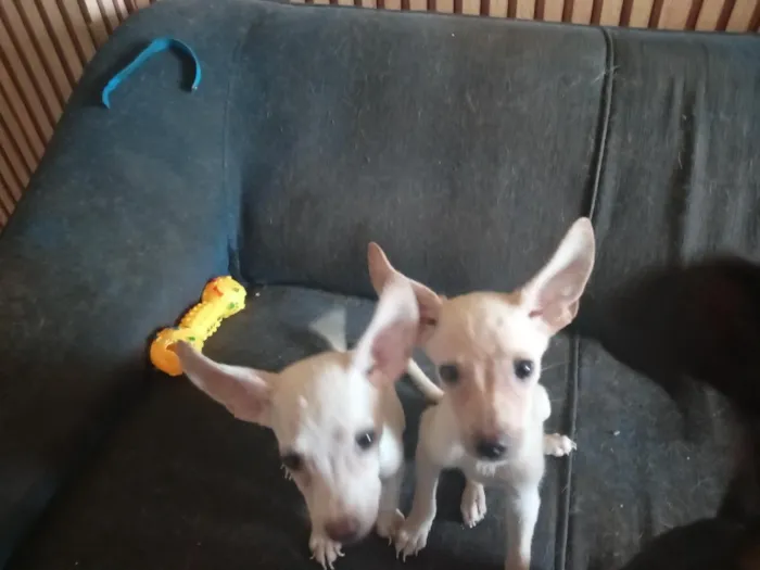 Cachorro raça SRD-ViraLata idade 2 a 6 meses nome duas irmansinhas ainda sem nome