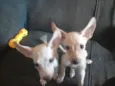 duas irmansinhas ainda sem nome