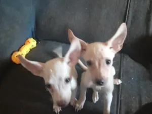 Cachorro raça SRD-ViraLata idade 2 a 6 meses nome duas irmansinhas ainda sem nome