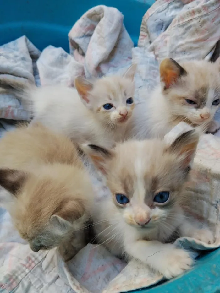 Gato raça SRD-ViraLata idade Abaixo de 2 meses nome Vários 